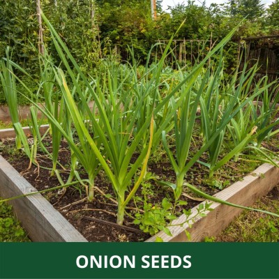 VibeX ® XLR-1143 ONION SEEDS |Easy To Grow Seed(1000 per packet)