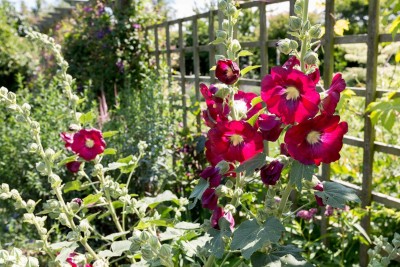 Seedsqlty Hollyhock flower seeds peach and dream Seed(40 per packet)