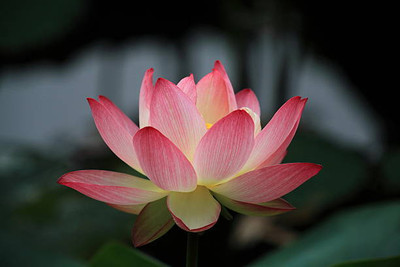 clause lotus,kamal gatta Seed(15 per packet)