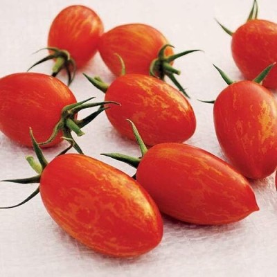 Qualtivate RES-3A Red Torch Tomato Seed(300 per packet)