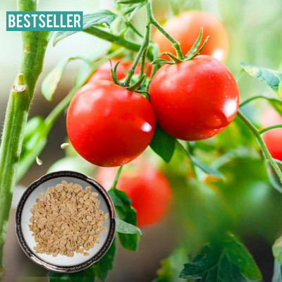 DEYS AGRO ™ f1 hybrid syngenta tomato seeds, high Germination Vegetable Seed(50 per packet)