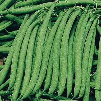 SeedSutra ™ Organic F1 Dwarf French Beans, Ideal for Home Garden Seed(65 per packet)