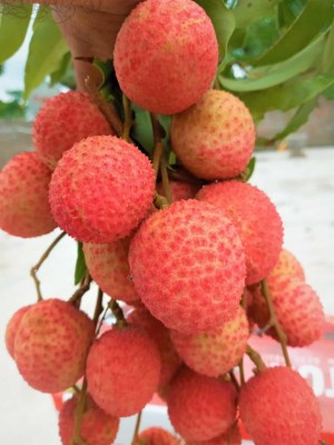 Aywal Premium Hybrid Litchi ( Lychee ) Fruit Seed(16 per packet)