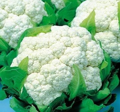 KNESSiN DLX-89 Cauliflower ERFURT Seed(500 per packet)