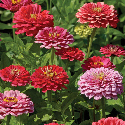 Qualtivate VVI-57 Exquisite Zinnia Seeds Seed(25 per packet)