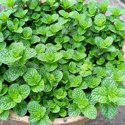 CYBEXIS Organic Hybrid Mint Seeds1400 Seeds Seed(1400 per packet)