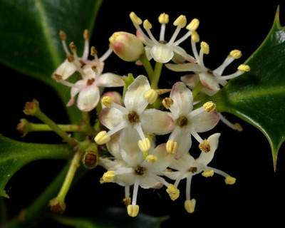 Hybrid Galaxy holly beautiful flower hybrid seeds 1-packet Seed(10 per packet)