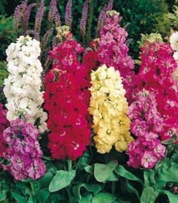 Aywal Stock Seed(20 per packet)