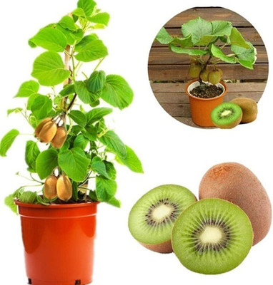 KNESSiN Cold-Tolerant Kiwi Seeds Seed(25 per packet)