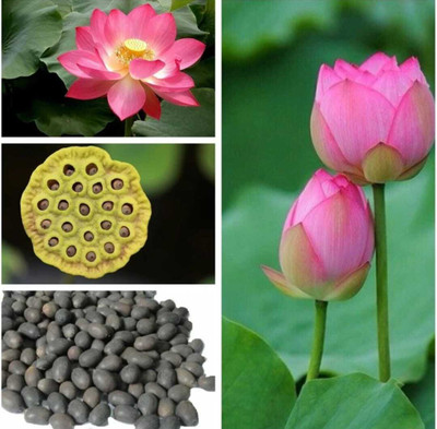 SEMINA VITA LOTUS Seed(20 per packet)