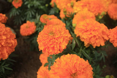 Mirch marigold/gende ka phool flower seeds Seed(25 per packet)