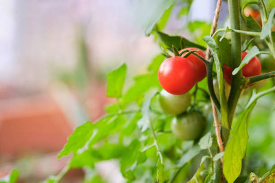 LiveNature tomato Seed(110 per packet)