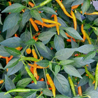 CYBEXIS Good Germination Chilli Pepper Orange Tyger Seeds2400 Seeds Seed(2400 per packet)