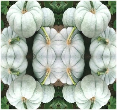 Qualtivate HUA-3A Blue Doll Pumpkin Rare Exotic Seed(50 per packet)