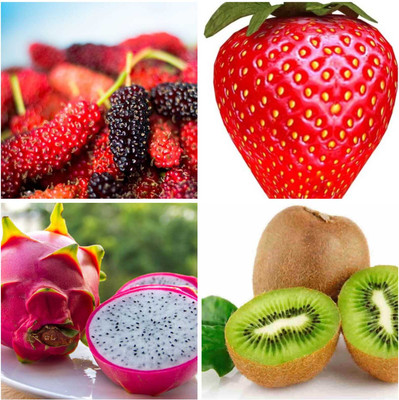 FRESHO BEST F1 QUALITY MULBERRY,STRAWBERRY,DRAGON,KIWI FRUIT SEEDS Seed(230 per packet)
