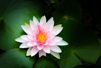SSG lotus,kamal gatta Seed(11 per packet)