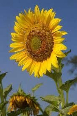 Aywal Red Sunflower Seeds Flower Seeds Home Gardening Seeds All Season Flower Seed(280 per packet)