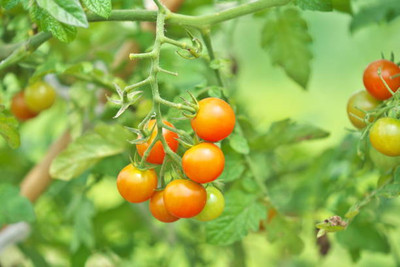 True Elements tomato Seed(90 per packet)