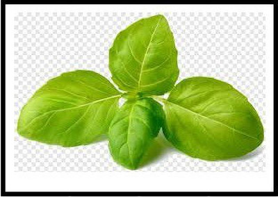 WILLVINE LXI-6 Basil Superbo Ocimum basilicum Seed(2000 per packet)