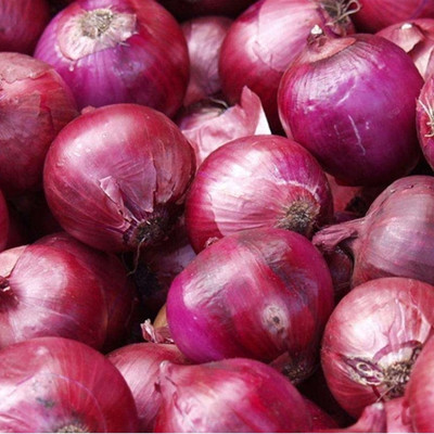 Quentova Vegetable Onion-XII-6A Seed(200 per packet)