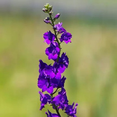 MAA Delphinium Seed(164 per packet)