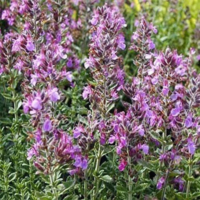 VibeX ® LXI-419 Wood Sage, Wild Basil Seed(200 per packet)