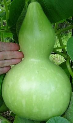 Qualtivate HYB-2A Bottle Gourd Asian Buddha Squash Seed(50 per packet)