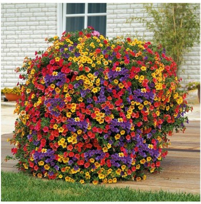 XOLDA Exotic petunia Seed(45 per packet)