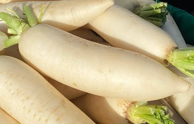 Quentova Chinese Turnip White Radish Seeds-LXI-8F Seed(250 per packet)