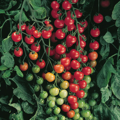 EcoFusion hybrid cherry tomato seed Seed(580 per packet)