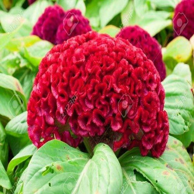 Epazo HYBRID SEEDS COCKSCOMB Seed(95 per packet)