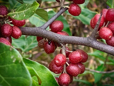 MAA LITCHI,LICHEE,LYCHEE Seed(11 per packet)