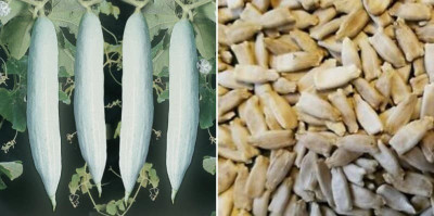 WILLVINE F1 Hybrid Vegetable seeds Snake Gourd[250 Gms, 1250 Seeds] Seed(1250 per packet)
