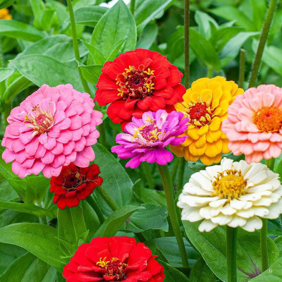 Avysa Zinnia 'Oklahoma Mix' Seed(20 per packet)