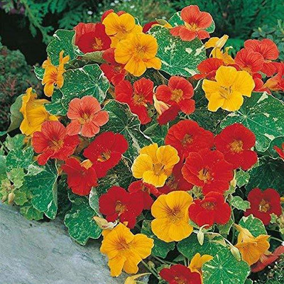 CYBEXIS Nasturtium Flower F1 Hybrid Seeds Seed(1 g)