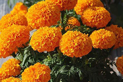 Avysa African गेंदे का फूल / Plant Seeds Marigold Flower Orange Seed(100 per packet)