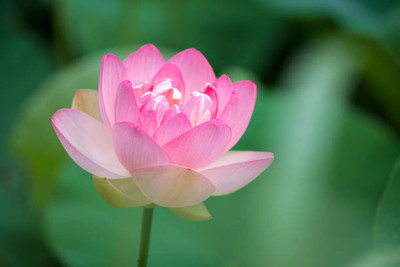 dvk lotus,kamal gatta Seed(10 per packet)