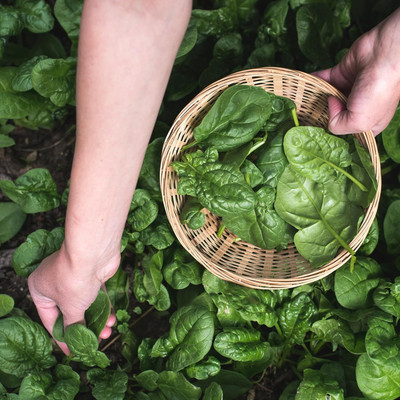 CRGO SPINACH , PALAKH Seed(300 per packet)