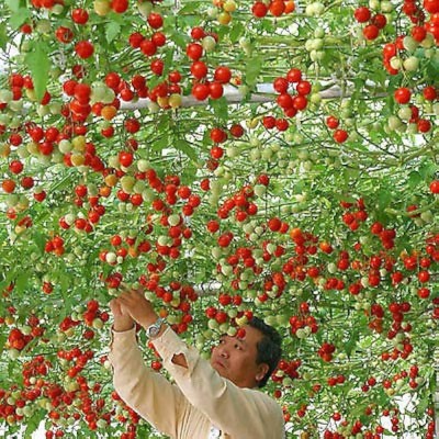 ibains Tomato seeds hybrid rainy Seed(90 per packet)