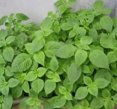 Qualtivate PUA-1A Vietnamese Mint Balm Seed(200 per packet)