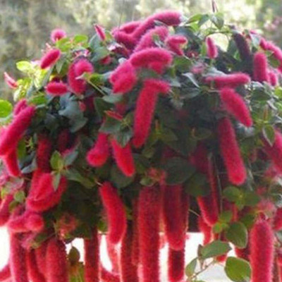 CYBEXIS Amaranth Seeds for Garden Red Seeds2800 Seeds Seed(2800 per packet)