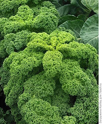 WILLVINE VMR -XI Dinosaur Giant Cabbage [2.5g] Seed(750 per packet)