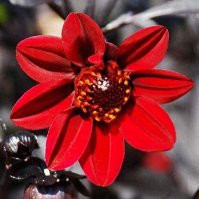 VibeX PAU-28 - Pulp Fiction Dahlia - (60 Seeds) Seed(60 per packet)