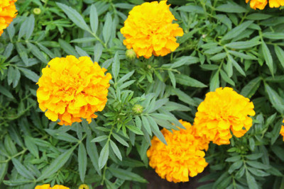 LiveNature marigold/gende ka phool flower seeds Seed(25 per packet)
