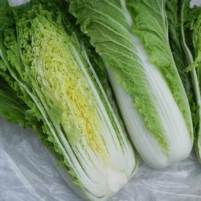 WILLVINE HUA -XIII Michihili Chinese Cabbage Seeds [10g] Seed(3000 per packet)