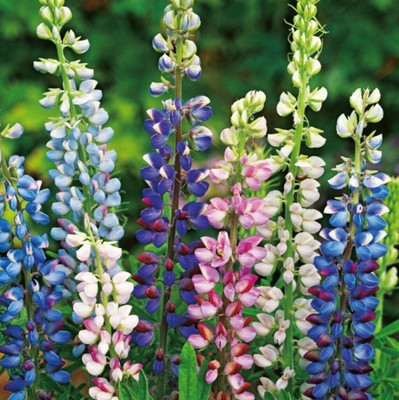 CWAN Pearl Lupin / Lupine Summer Blend Seed(30 per packet)