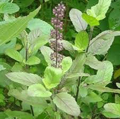 Aywal Black Tulsi Seed(15 per packet)