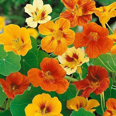 CYBEXIS Nasturtium Dwarf Cherry Rose Flower Seeds Seed(1 g)