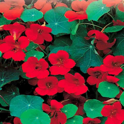 CYBEXIS Nasturtium Empress of India Seeds - Tropaeolum Majus - Red Flowers Seed(50 per packet)