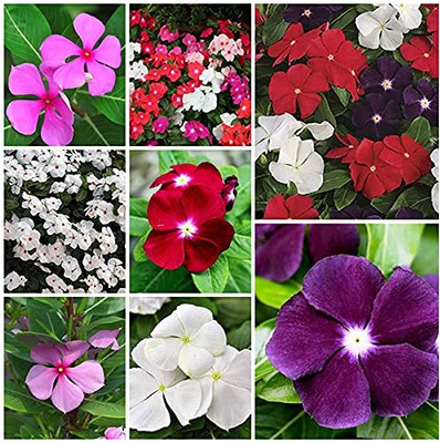 Lorvox Hybrid Imported Vinca Flower Seed(15 per packet)